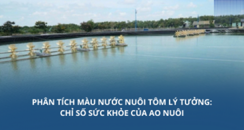 Phân tích màu nước nuôi tôm lý tưởng: Chỉ số sức khỏe của ao nuôi